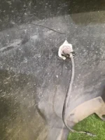 БАМПЕР НА TOYOTA WILL VS NZE127 — изображение 9